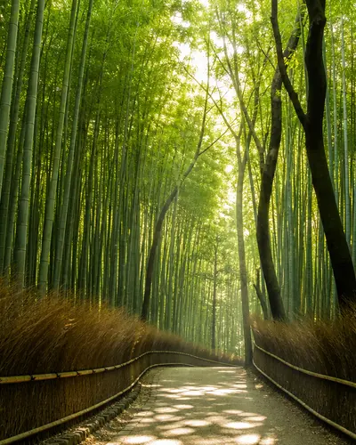 竹林小径 · 京都风光
